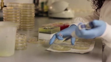 Laboratuvar işçi ile plastik tepsi üzerinde örnek