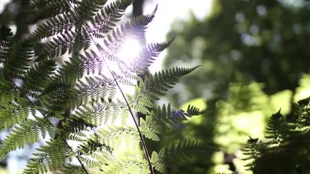 Laag schot van zon schijnt - affakkelen door een plant Fern — Stockvideo