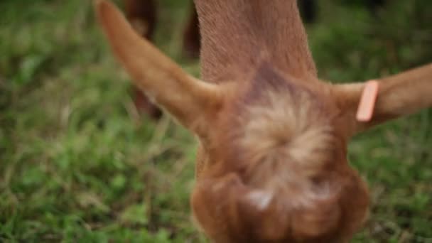 Geiten grazen in veld dicht op camera — Stockvideo