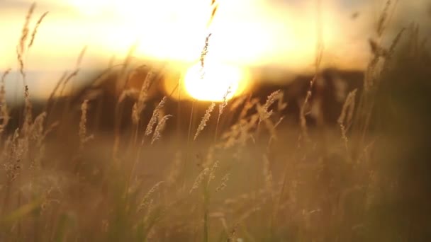 Avond zonsondergang schijnt door lange gras — Stockvideo