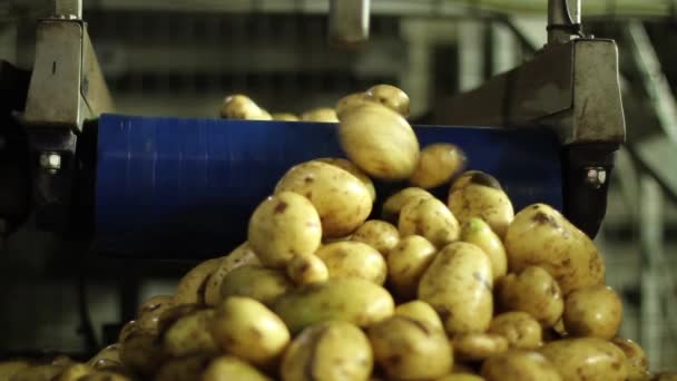 Aardappelen afkomstig uit een geautomatiseerde transportband in een grote container — Stockvideo