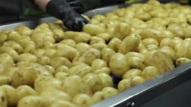 コンベアベルト上の工場労働者によって選択されているジャガイモ — ストック動画