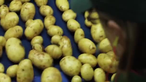 Картофель выбирают работники завода на конвейере — стоковое видео