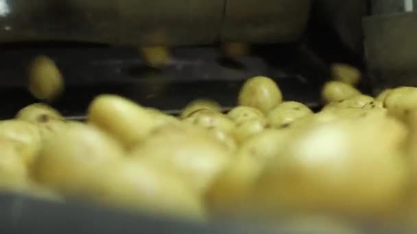 Batatas sendo selecionadas por trabalhadores da fábrica na correia transportadora — Vídeo de Stock