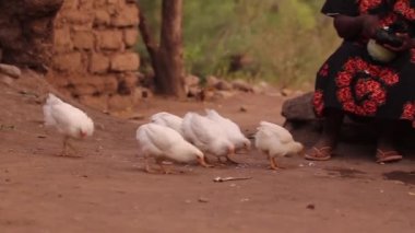 Afrika, Taveta, Kenya, Mart 2013 6 piliç tavuk yemek besleme