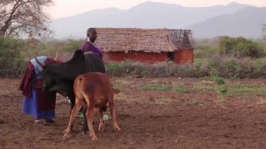 Masai bayanlar ile geleneksel arka plan, Taveta, Kenya, Mart 2013 kulübede inek eğilimi