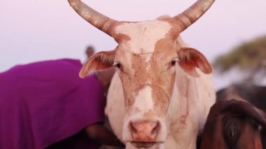 Sabah erkenden, Taveta, Kenya, Mart 2013 inek sağım Masai Mara Bayan