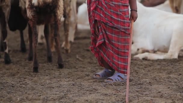 Maasai barn bland djur omfattas av flugor med käpp, Taveta, Kenya, mars 2013 — Stockvideo