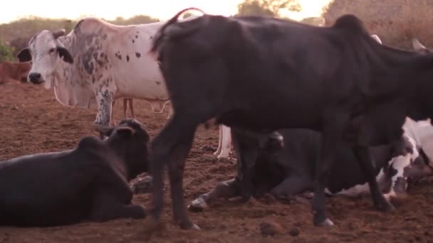 Стадо коров, принадлежащих Масаи Мара, Тавета, Кения, март 2013 года — стоковое видео