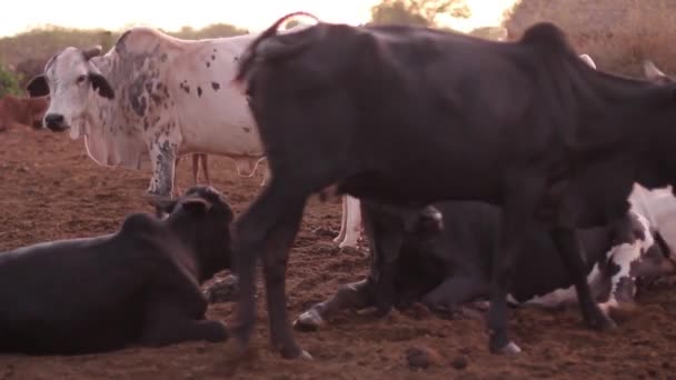 Herd of cows belonging to the Maasai Mara, Taveta, Kenya, March 2013 — Stock Video