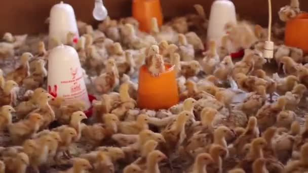 Mujer africana que tiende a pollitos en la planta de incubación — Vídeo de stock