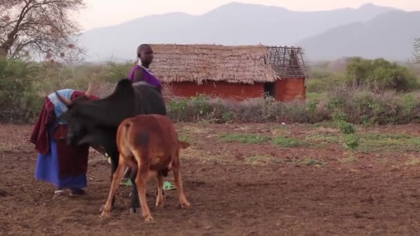 Señoras masai que tienden a las vacas con choza tradicional en el fondo, Taveta, Kenia, marzo 2013 — Vídeo de stock