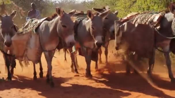 Burros de pastoreo de la familia Maasai que llevan el suministro de agua de la aldea, Taveta, Kenia, marzo de 2013 — Vídeo de stock