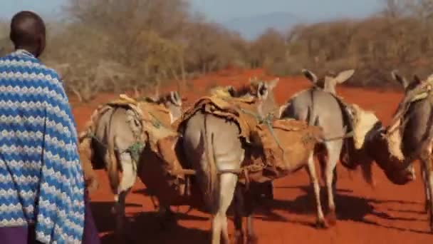 Семья Масаи, пастухи-ослы, несущие деревенский водопровод, Тавета, Кения, март 2013 года — стоковое видео