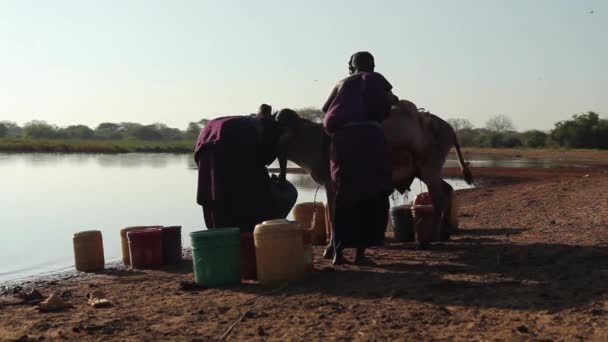 Massai-Dame lädt Wasserfässer auf Esel am Flussufer, Taveta, Kenia, März 2013 — Stockvideo