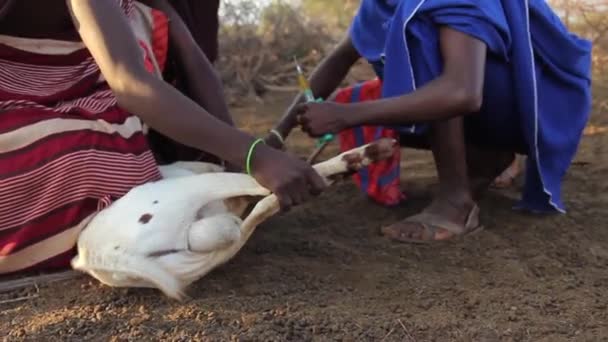 Mężczyzn Masajów w Afryce dając koza zastrzyk, Taveta, Kenii, Marzec 2013 — Wideo stockowe