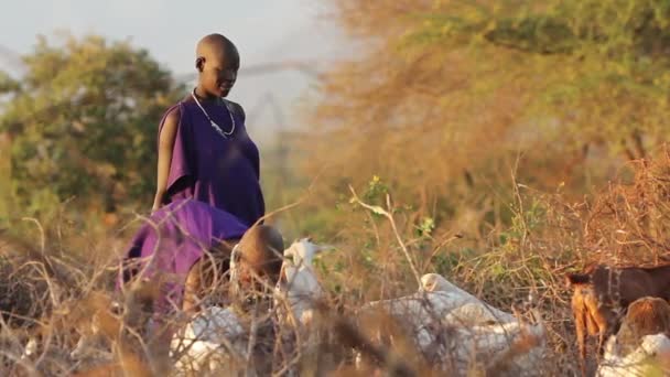 Maasai Mara tribe tending to live stock, Tanzania, March 2013 — Stock Video