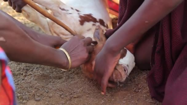 Maasai män i Afrika ger en get en injektion, Tanzania, mars 2013 — Stockvideo