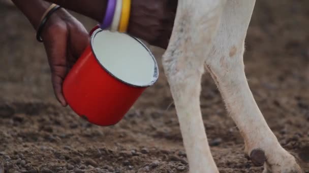 Closeup of Maasai tribe milking a goat, Tanzania, March 2013 — Stock Video