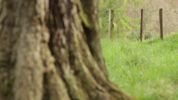 Slider disparo de una valla en la zona rural de Perthshire, Escocia — Vídeo de stock