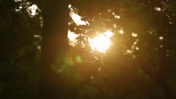 Flacăra soarelui prin ramurile copacilor — Videoclip de stoc
