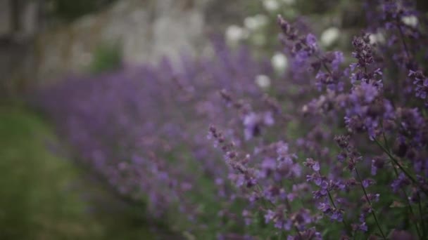 Τραβήξτε εστίαση από μια σειρά των λουλουδιών κατά μήκος ενός τοίχου — Αρχείο Βίντεο