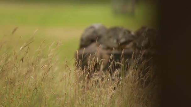 Schuifregelaar shot van lange gras op een winderige dag met muur op achtergrond — Stockvideo