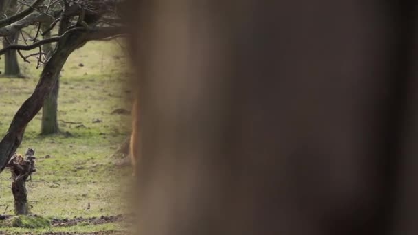 Tiro deslizante de una vaca highland en un campo en Escocia — Vídeos de Stock