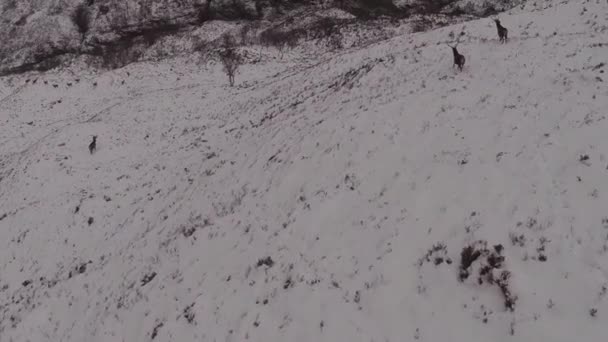 Tiro aéreo de Veado nas terras altas escocesas nevadas no inverno — Vídeo de Stock