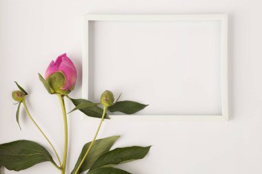 Yeşil arka planda beyaz güller