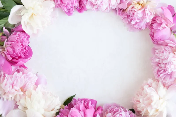 白い背景にピンクの牡丹の花 トップビュー — ストック写真
