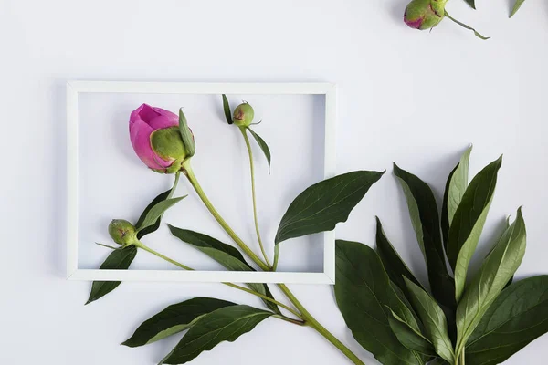 淡い背景の白い花瓶にピンクのバラ — ストック写真