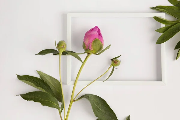 淡い背景の白い花瓶にピンクが浮かび — ストック写真