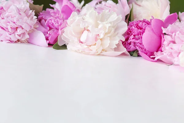 白い背景のピンク色の牡丹 — ストック写真