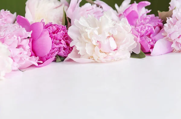 白い背景にピンクの牡丹の花 — ストック写真