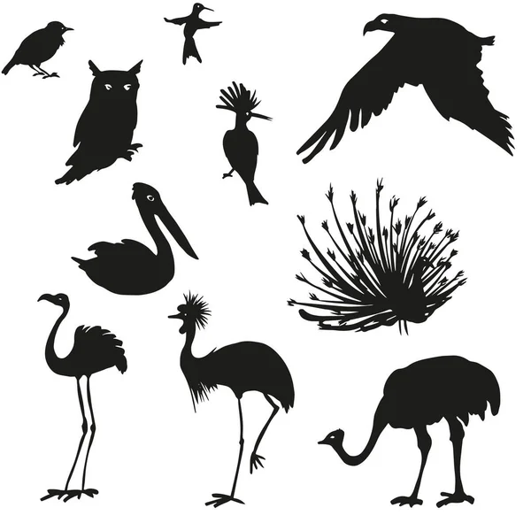 Vogels Uil Pauw Flamingo Pelikaan Tekening Illustratie — Stockvector