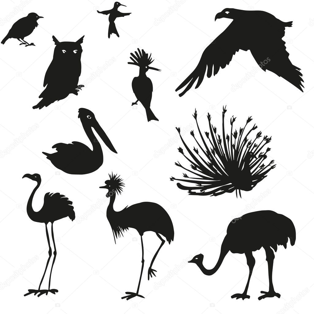 Birds: owl, peacock, flamingo, pelican. Sketch illustration.