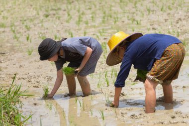 Nakhon Pathom, Tayland - 8 Aralık 2020: Asyalı çiftçiler çeltik pirinç tarlasına pirinç ekmeyi öğretiyor. Çocuklar tarım arazilerinde pirinç yetiştirmeyi ve ekmeyi seviyorlar. çocuk aktivitesi ve tarım