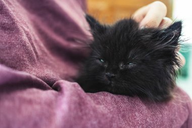 Kadın yeni yavru kediyi veterinerde sağlık kontrolü ve aşı için tutuyor. Kedi kafasını okşayan ve uyuyan hasta kediyi elinde tutan sahibi veteriner kliniğinde doktorun muayenesini bekliyor. seçici odak.