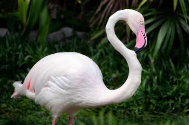 Güzel flamingo ulusal parktaki vahşi doğada duruyor ve dinleniyor. Pembe büyük kuş büyük flamingo. Fenikopterus kauçuğu. hayvan ve doğa kavramı.