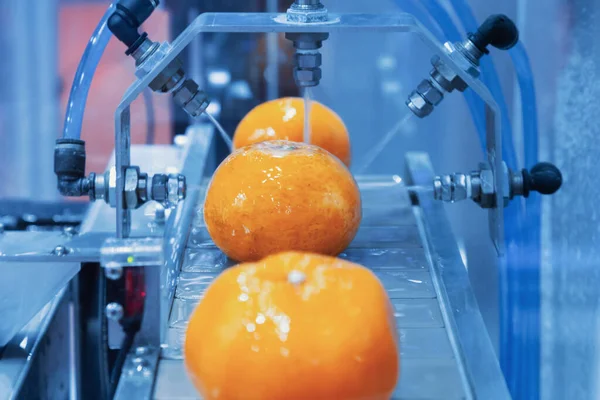 close up orange citrus washing on conveyor belt at fruits automation water spray cleaning machine in production line of fruits manufacturing. agricultural industry and innovation technology concept.