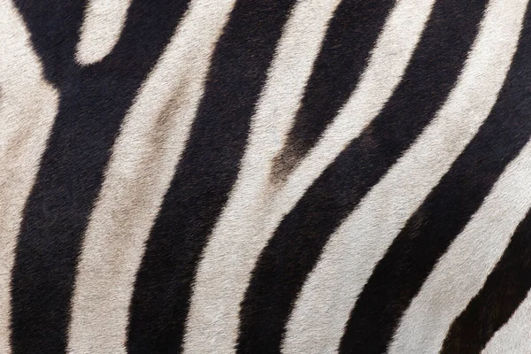 Gerçek zebra derisinin şeritlerini kapatın. Vahşi yaşam hayvan geçmişi ve doku konsepti.