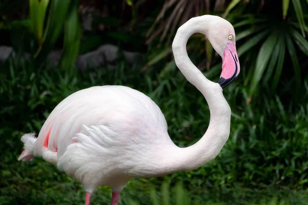 Gyönyörű Flamingó Álló Pihentető Vadonban Nemzeti Parkban Rózsaszín Nagy Madár — Stock Fotó