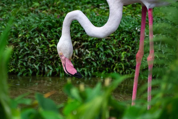 아름다운 홍학이 공원에 호수에서 있는데 분홍색 큰새인 플라밍고가 헬리콥터 동물과 — 스톡 사진