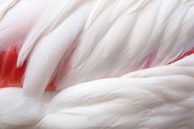 Güzel beyaz ve pembe flamingolar ya da flamingo tüyleri kanadını kapatın. kuş tüyü kanat arkaplanı.