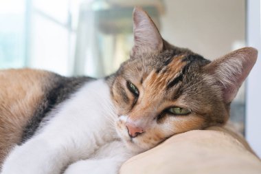 Uykulu yavru kedi rahatlar pazartesi sabahı sıcak güneş ışığıyla gözlerini açmaya çalışır.. 