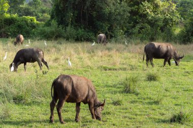 Asya kırsal kesiminde hasattan sonra pirinç tarlasında ot yiyen bir bufalo. Hayvan çiftliği ve tarım kavramı.