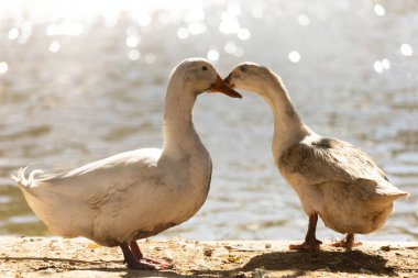 İki kirli beyaz ördek göl ya da gölün yanında duruyor. Erkek ve dişi ördek kırsal kesimde üreme mevsiminde. tarım ve hayvan çiftliği kavramı.