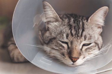 Ameliyattan sonra kafasında veteriner plastik koni ya da E-Collar (Elizabethan Collar) ile uyuyan genç amerikan kısa kedisi. Hayvan sağlığı ve hayvan sağlığı konsepti