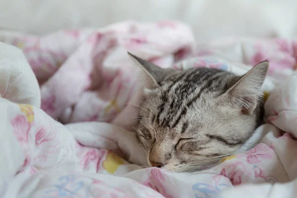 Lazy Young American Shorthair Cat Sleeping Sweet Blanket Warm Sunlight — Stock Photo, Image